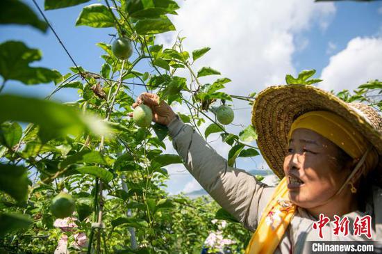 时下,贵州省黔东南苗族侗族自治州从江县2.2万亩百香果迎来丰收季,当地不仅采摘新鲜百香果供应市场,还将丰收的百香果进行深加工,制成百香果酱、百香果气泡水等产品,畅销省内外市场。图为村民在从江县贯洞镇百香果种植基地采摘百香果。吴德军 摄 时下,贵州省黔东南苗族侗族自治州从江县2.2万亩百香果迎来丰收季,当地不仅采摘新鲜百香果供应市场,还将丰收的百香果进行深加工,制成百香果酱、百香果气泡水等产品,畅销省内外市场。图为村民在从江县贯洞镇百香果种植基地采摘百香果。吴德军 摄