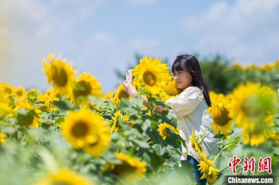 图为游客在向日葵花海里拍照。中新社记者 唐哲 摄 图为游客在向日葵花海里拍照。中新社记者 唐哲 摄