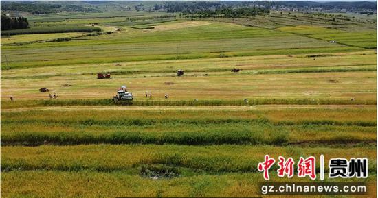 荞麦采收航拍图 荞麦采收航拍图