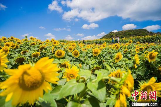 图为游客在向日葵花海里游览。中新社记者 唐哲 摄 图为游客在向日葵花海里游览。中新社记者 唐哲 摄