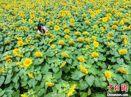 图为航拍游客在向日葵花海里拍照。(无人机照片)中新社记者 唐哲 摄 图为航拍游客在向日葵花海里拍照。(无人机照片)中新社记者 唐哲 摄