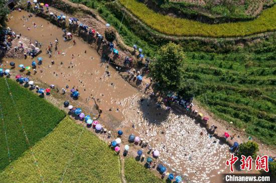 人们在闹鱼活动中戏水抓鱼(无人机照片)。吴德军 摄