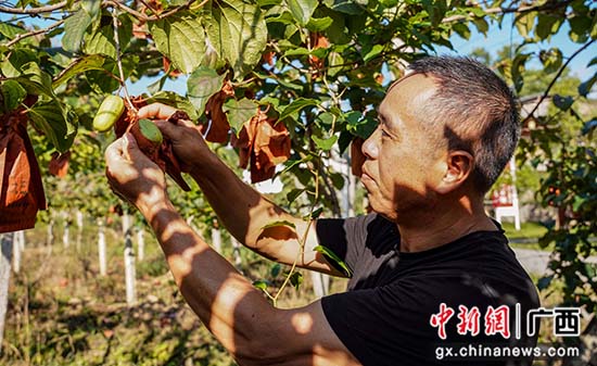 桂林灌阳县：猕猴桃种植托起瑶乡民众致富梦