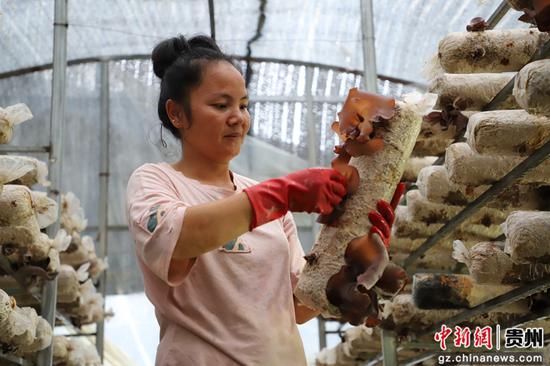 采摘木耳 采摘木耳