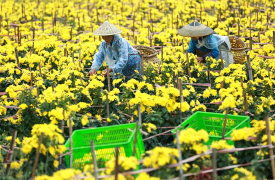 村民贵定县云雾镇菊花种植基地采摘金丝皇菊  肖伟 摄