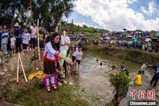 苗族同胞在将草药放入河里闹鱼。吴德军 摄