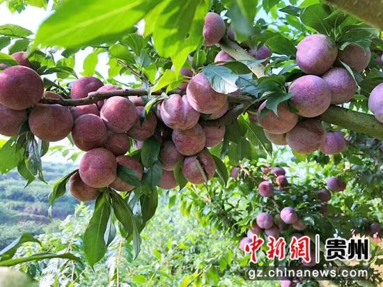 基地待采摘的李子。 陈西南 摄 基地待采摘的李子。 陈西南 摄