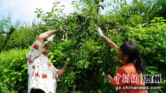 村民在采摘李子。 陈西南 摄 村民在采摘李子。 陈西南 摄