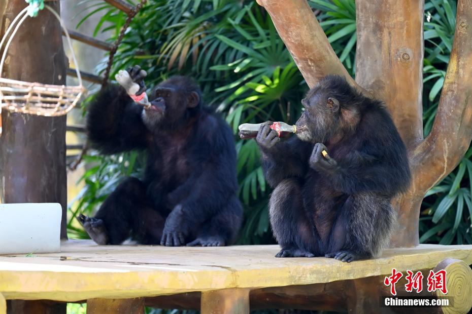 廣西南寧：動物“花式”避暑度夏