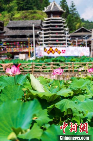 8月9日,从江县谷坪乡银上侗寨盛开的荷花。吴德军 摄 8月9日,从江县谷坪乡银上侗寨盛开的荷花。吴德军 摄
