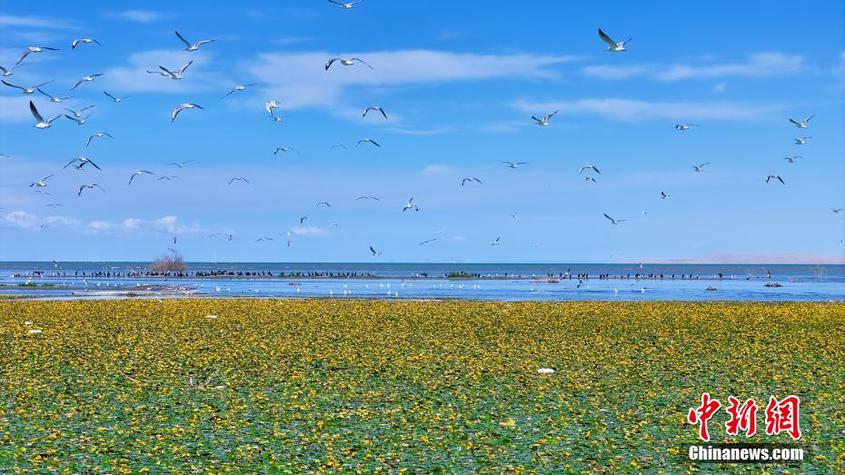 8月，中國最大內(nèi)陸淡水湖——新疆博斯騰湖千畝荇菜花開正盛，呈現(xiàn)出“一湖碧水半湖荇”的美麗畫卷。 年磊 攝