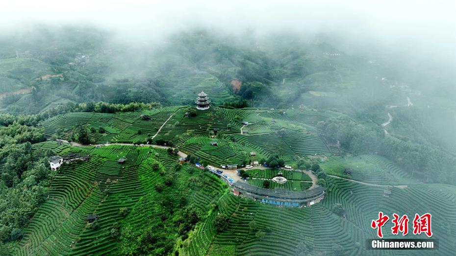 廣西三江：侗鄉茶園美如畫