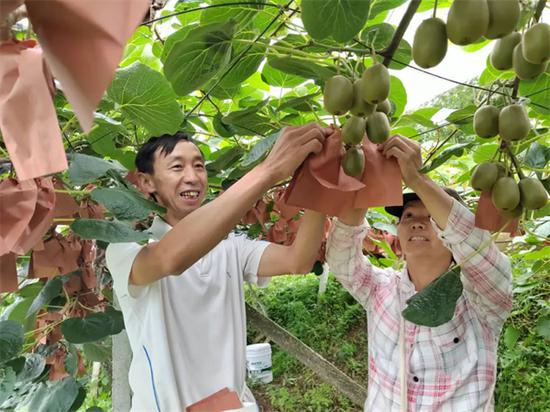 晏庭银（左）正在给猕猴桃套袋。（资料图）