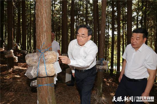 图为徐麟在息烽县国有林场黄背木耳种植基地考察,了解林场发展林下经济情况。 图为徐麟在息烽县国有林场黄背木耳种植基地考察,了解林场发展林下经济情况。