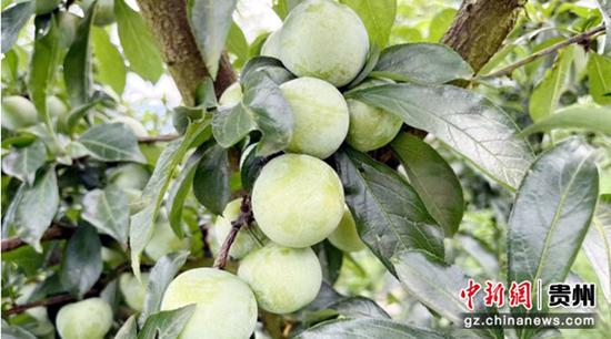 沿河空心李 沿河空心李