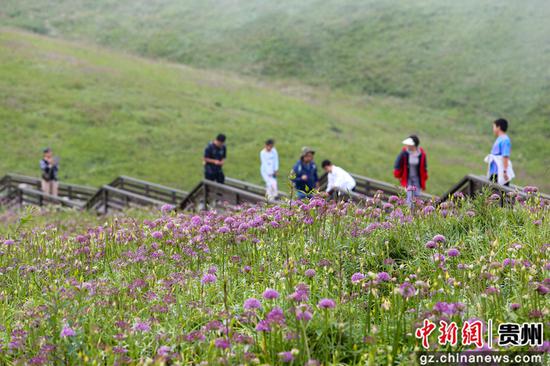 8月17日,游客在贵州省毕节市赫章县大韭菜坪景区观赏游玩。