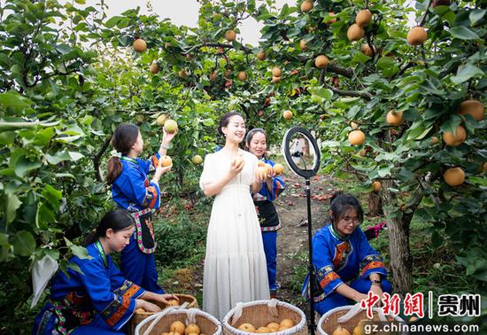 天柱县高酿镇隆寨金秋梨基地助农志愿者在直播推介。 天柱县高酿镇隆寨金秋梨基地助农志愿者在直播推介。