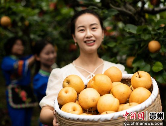 天柱县高酿镇隆寨金秋梨基地助农志愿者在采摘。 天柱县高酿镇隆寨金秋梨基地助农志愿者在采摘。