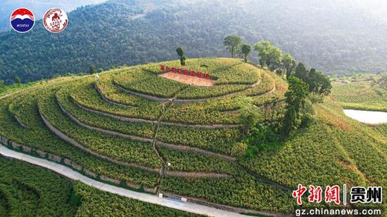 茅台有机高粱基地 茅台有机高粱基地