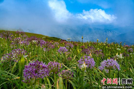 8月17日,游客在贵州省毕节市赫章县大韭菜坪景区观赏游玩。
