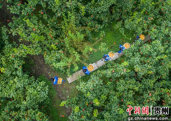 天柱县高酿镇隆寨金秋梨基地助农志愿者在采收。 天柱县高酿镇隆寨金秋梨基地助农志愿者在采收。