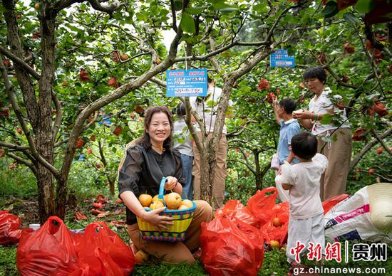 游客在隆寨金秋梨基地认购采摘。 游客在隆寨金秋梨基地认购采摘。