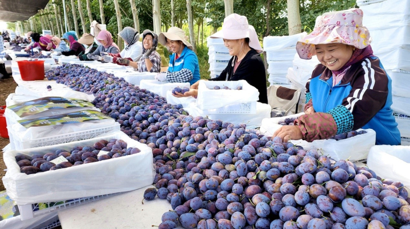 8月21日，果農(nóng)們正在忙著分揀新梅裝箱包裝。華巖明攝

