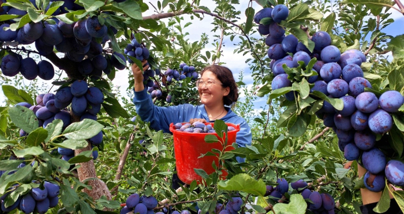 8月21日，果農在喜摘個大飽滿的新梅，臉上洋溢著幸福的笑容。華巖明攝
