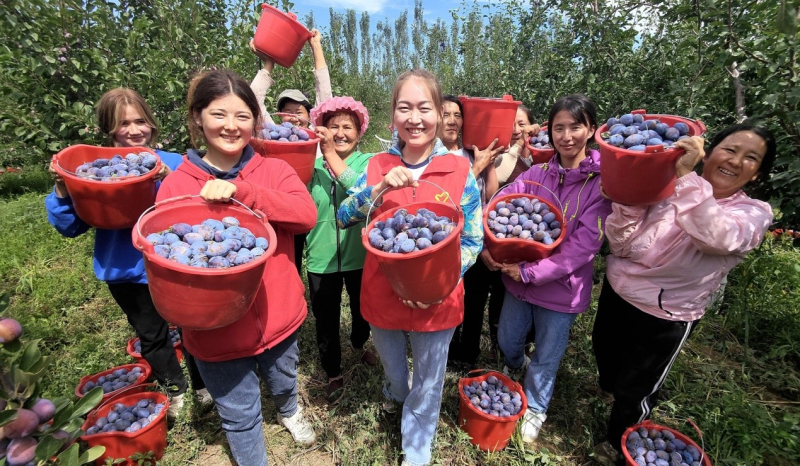 8月21日，駐村工作隊(duì)志愿者與果農(nóng)一起滿臉喜悅地展示一桶桶采摘的新梅。華巖明攝