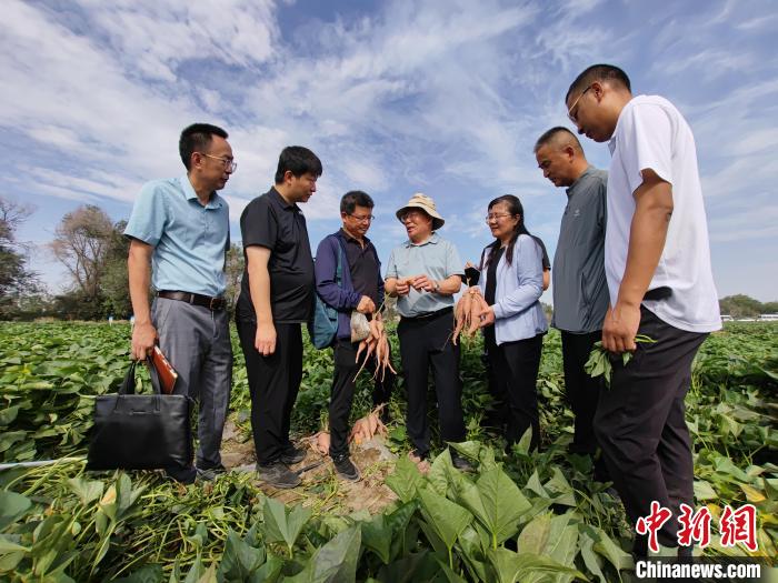 烏魯木齊：近70個(gè)國內(nèi)引種甘薯品種迎專家“現(xiàn)場打分”