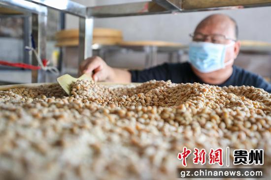 2024年8月29日,村民在贵州省铜仁市江口县民和镇艾坪村一家古法酱油加工厂查看黄豆酱料。李鹤摄 2024年8月29日,村民在贵州省铜仁市江口县民和镇艾坪村一家古法酱油加工厂查看黄豆酱料。李鹤摄