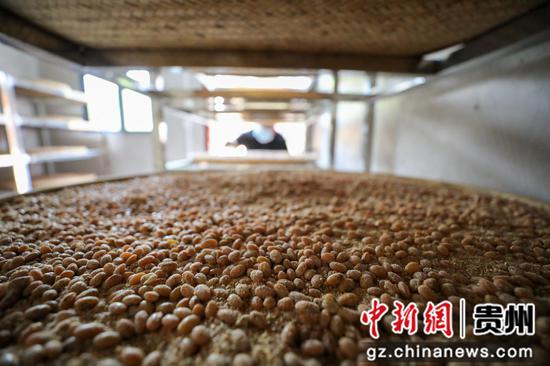 2024年8月29日,村民在贵州省铜仁市江口县民和镇艾坪村一家古法酱油加工厂查看黄豆酱料。李鹤摄 2024年8月29日,村民在贵州省铜仁市江口县民和镇艾坪村一家古法酱油加工厂查看黄豆酱料。李鹤摄