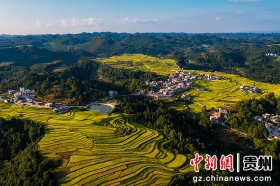 贵州长顺11万余亩水稻丰产在望 贵州长顺11万余亩水稻丰产在望