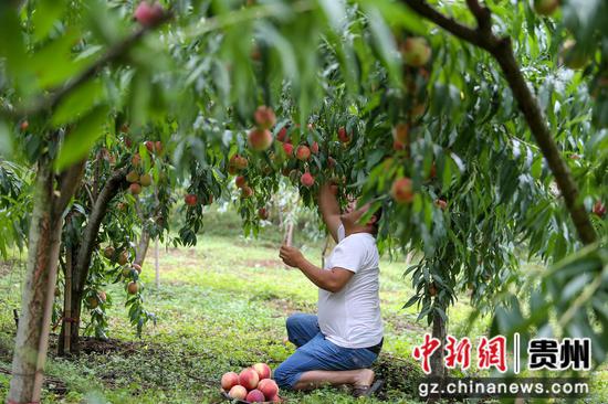 2024年9月2日 游客在贵州省毕节市赫章县达依乡龙塘村的果园里采摘秋桃。 陈春志 摄