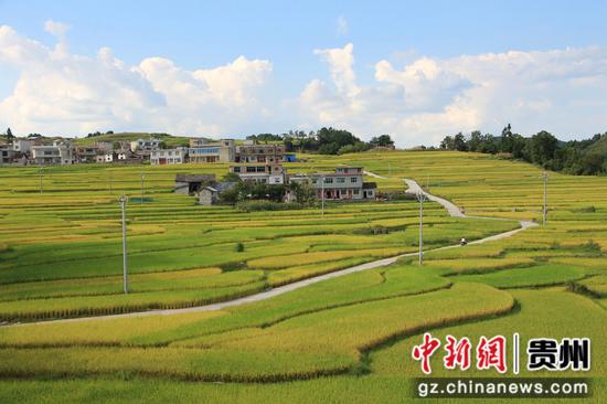 贵州长顺11万余亩水稻丰产在望 贵州长顺11万余亩水稻丰产在望