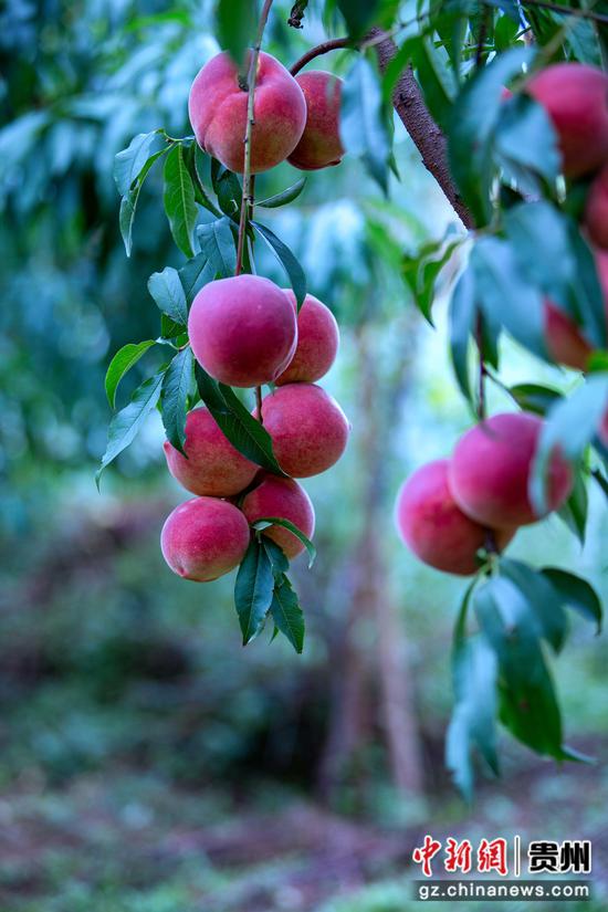 2024年9月2日挂满枝头的秋桃。陈春志 摄
