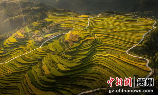 贵州长顺11万余亩水稻丰产在望 贵州长顺11万余亩水稻丰产在望