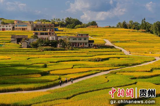 贵州长顺11万余亩水稻丰产在望 贵州长顺11万余亩水稻丰产在望