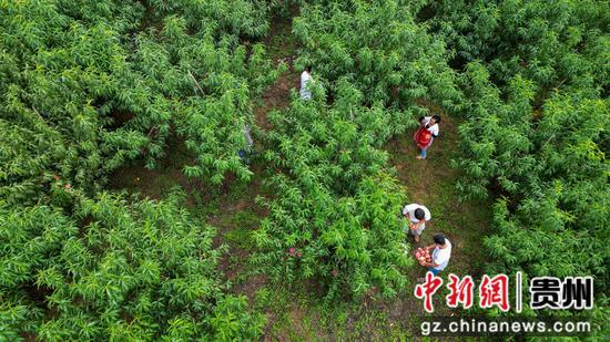2024年9月2日 游客在贵州省毕节市赫章县达依乡龙塘村的果园里采摘秋桃 。陈春志 摄