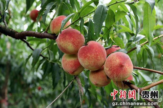 2024年9月2日成熟的秋红桃。闵罡摄