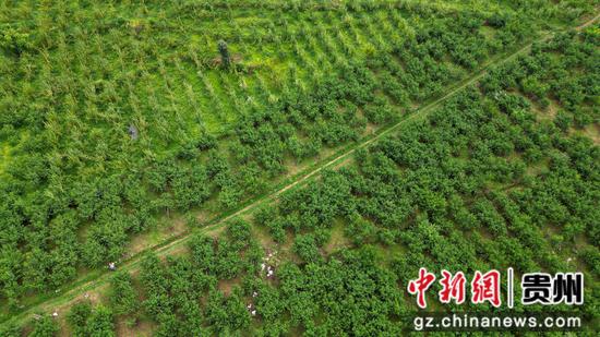 2024年9月2日果园一角。 陈春志 摄