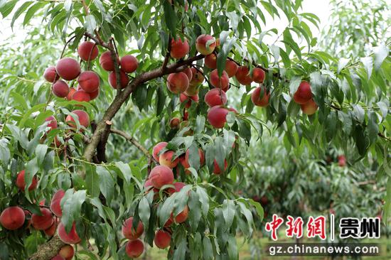 2024年9月2日 成熟的秋红桃压枝头 闵罡摄