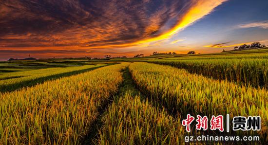 贵州长顺11万余亩水稻丰产在望 贵州长顺11万余亩水稻丰产在望