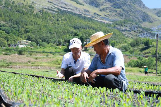 农技人员在指导种植 农技人员在指导种植