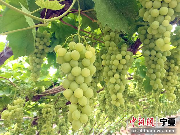 白寺滩村大青葡萄皮薄多汁、果香浓郁。马富强 摄