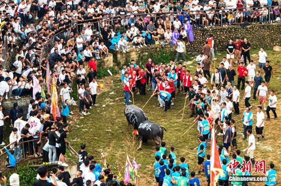 图为民众在从江县停洞镇松批斗牛塘将斗牛拉脚分开。