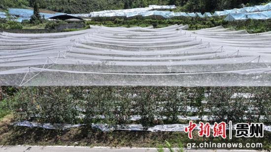 安装了防雹网的苹果园