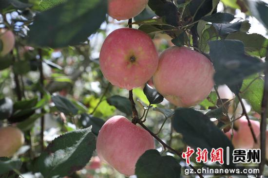 安装避雨棚防雹网的苹果果型圆润