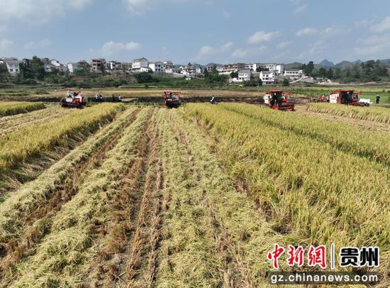 一台台收割机在稻田里来回穿梭收割稻谷