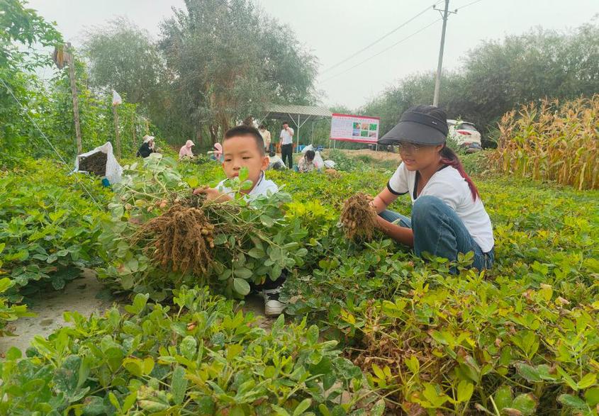 体验农趣 第一师阿拉尔市十二团12连举行花生采摘活动